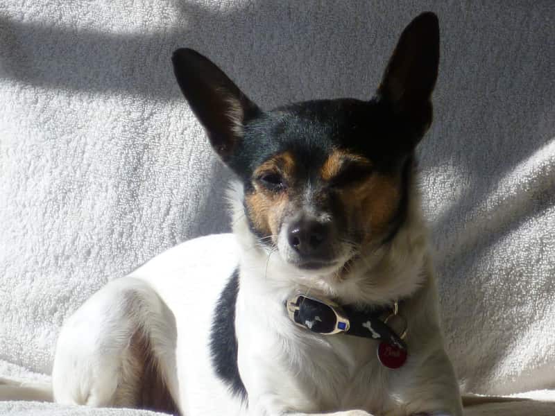 Housesitting assignment in Canberra, Australian Capital Territory, Australia
