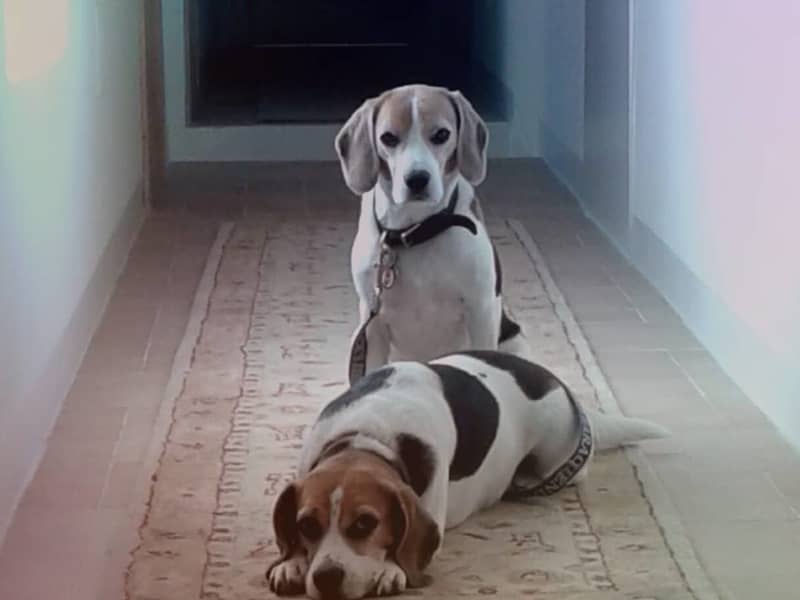 Housesitting assignment in Falerone, Italy