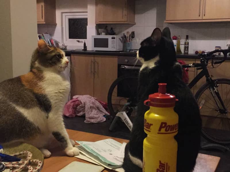 Housesitting assignment in Newcastle upon Tyne, United Kingdom