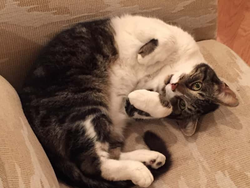 Housesitting assignment in Ajax, Ontario, Canada
