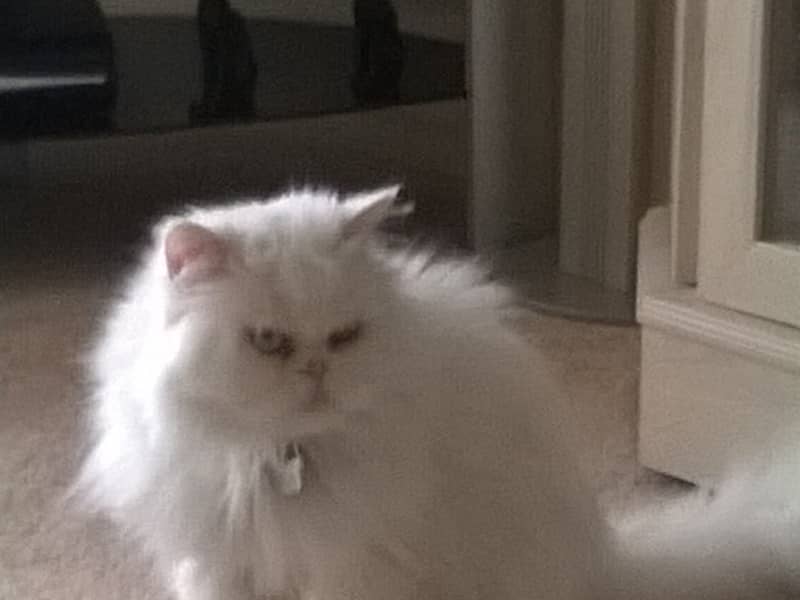 Housesitting assignment in Halesowen, United Kingdom