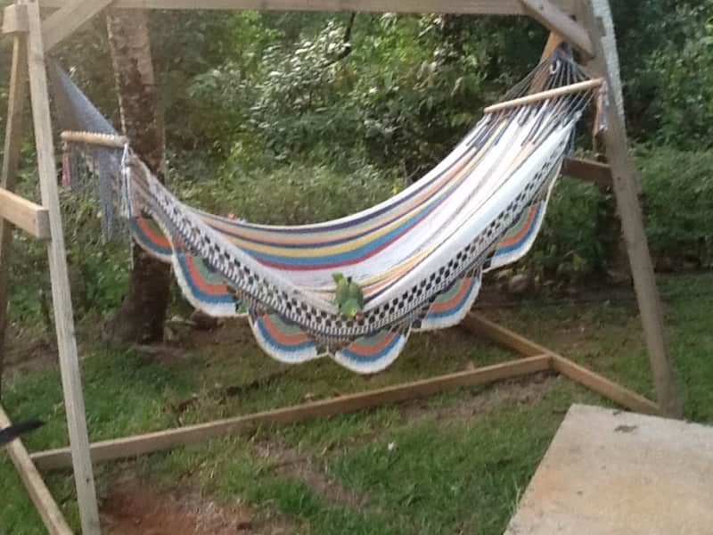 Housesitting assignment in Ojochal, Costa Rica