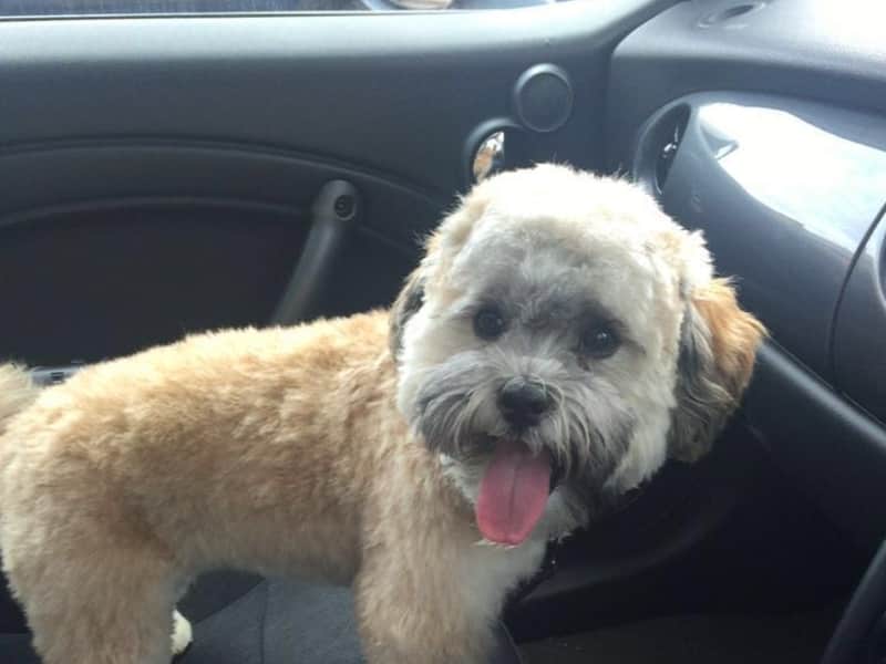 Housesitting assignment in Old Windsor, United Kingdom