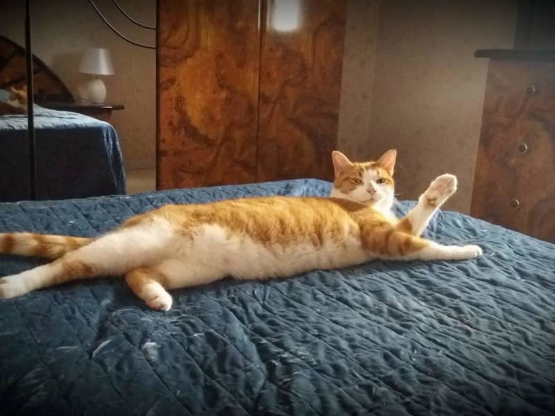Housesitting assignment in Santa Venera, Malta