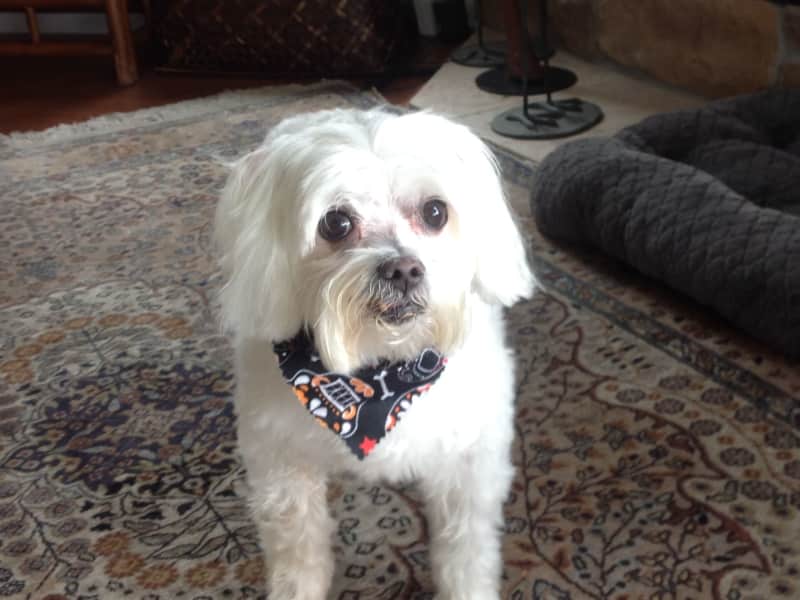 Housesitting assignment in The Villages, Florida, United States