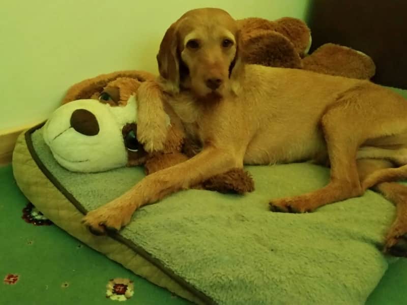 Housesitting assignment in Benicarló, Spain