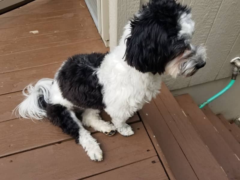 Housesitting assignment in Shawnee, Kansas, United States