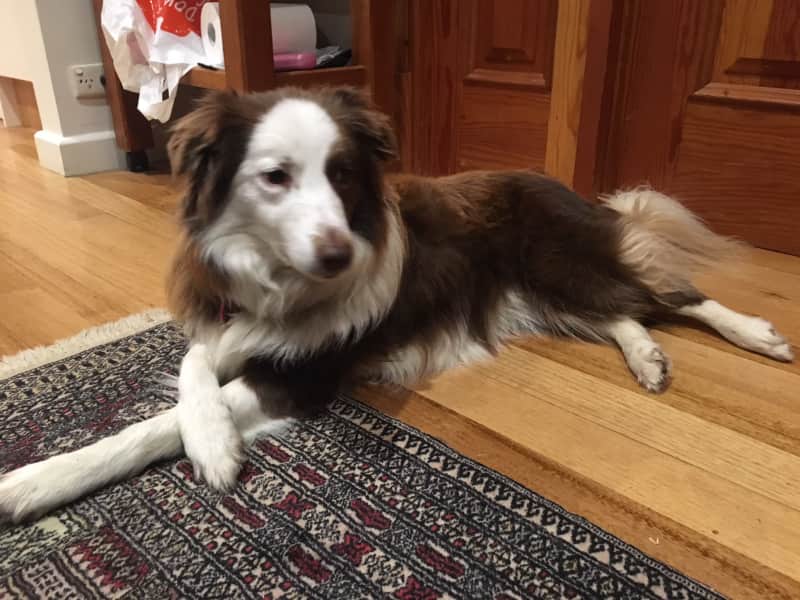 Housesitting assignment in Carey Gully, South Australia, Australia