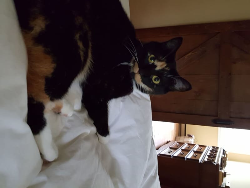 Housesitting assignment in Collingwood, Ontario, Canada