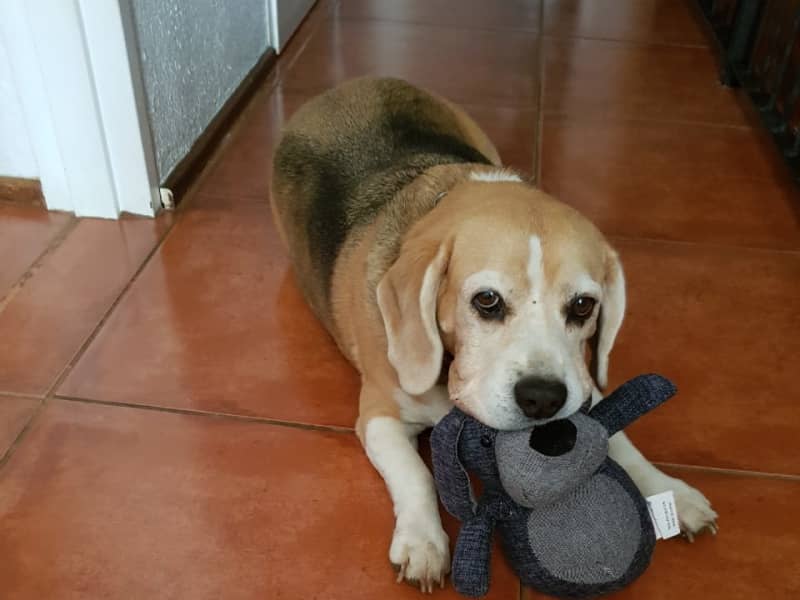 Housesitting assignment in Bedfordview, South Africa