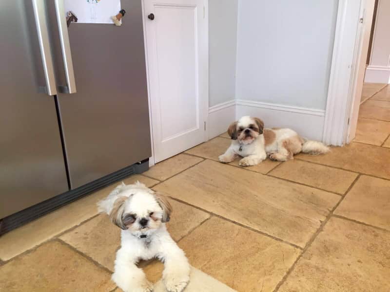 Housesitting assignment in Sonning, United Kingdom