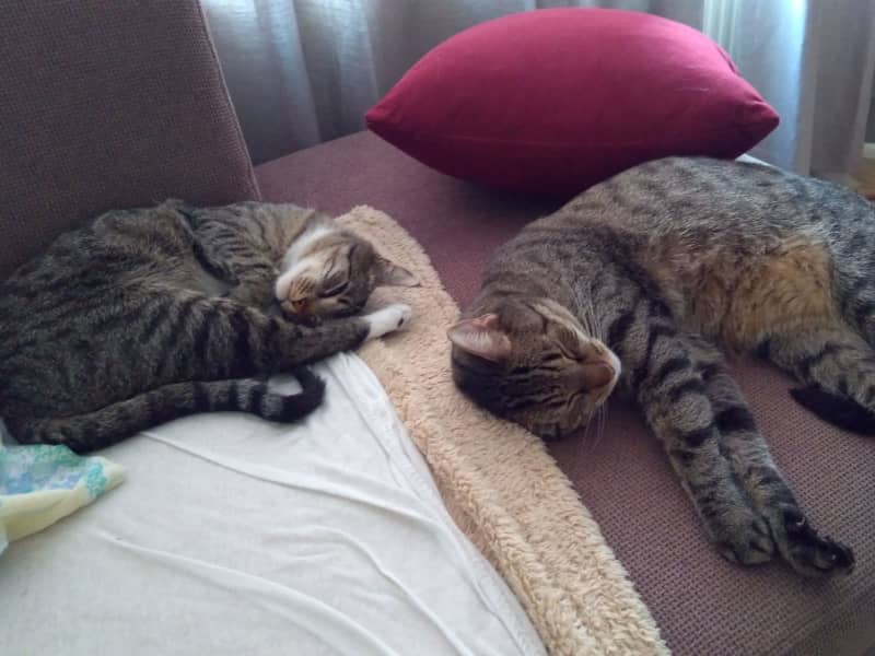 Housesitting assignment in The Hague, Netherlands