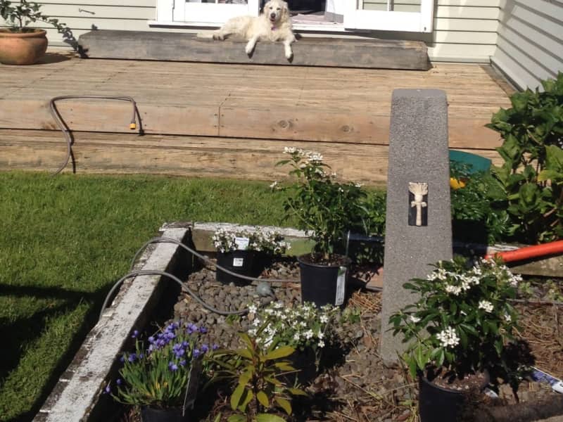 Housesitting assignment in Porirua, New Zealand