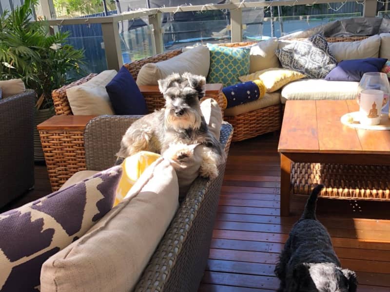 Housesitting assignment in Wilston, Queensland, Australia
