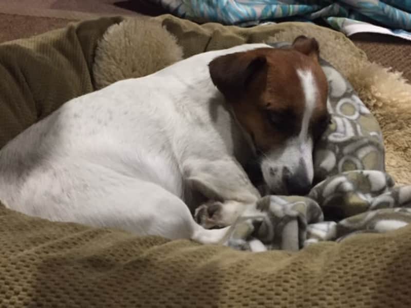 Housesitting assignment in Auckland, New Zealand
