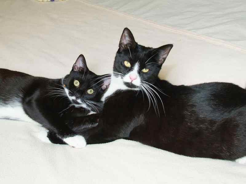 Housesitting assignment in Greenford, United Kingdom