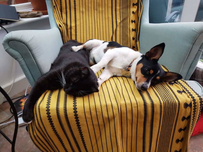 Housesitting assignment in Redhill, United Kingdom
