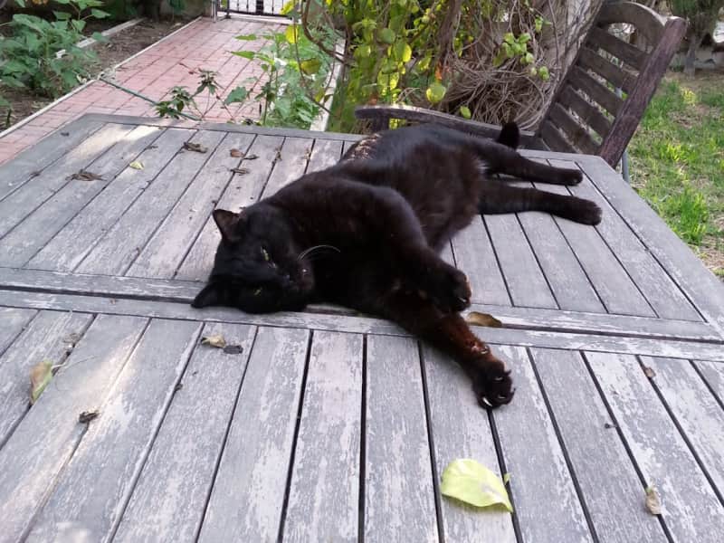 Housesitting assignment in Manama, Bahrain