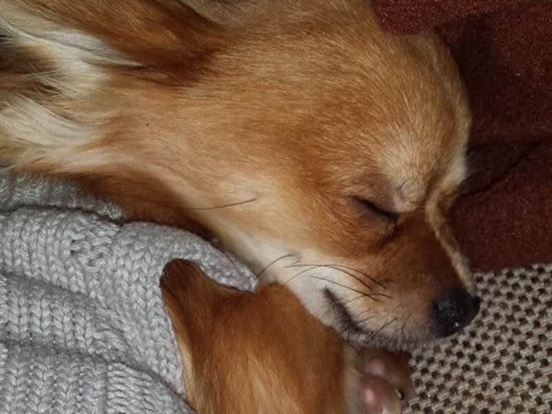 Housesitting assignment in Huningue, France