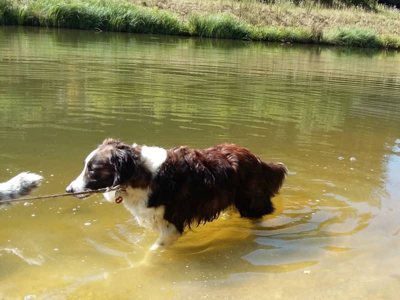 Housesitting assignment in Neuchâtel, Switzerland