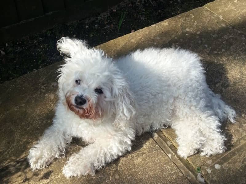 Housesitting assignment in Farnham, United Kingdom