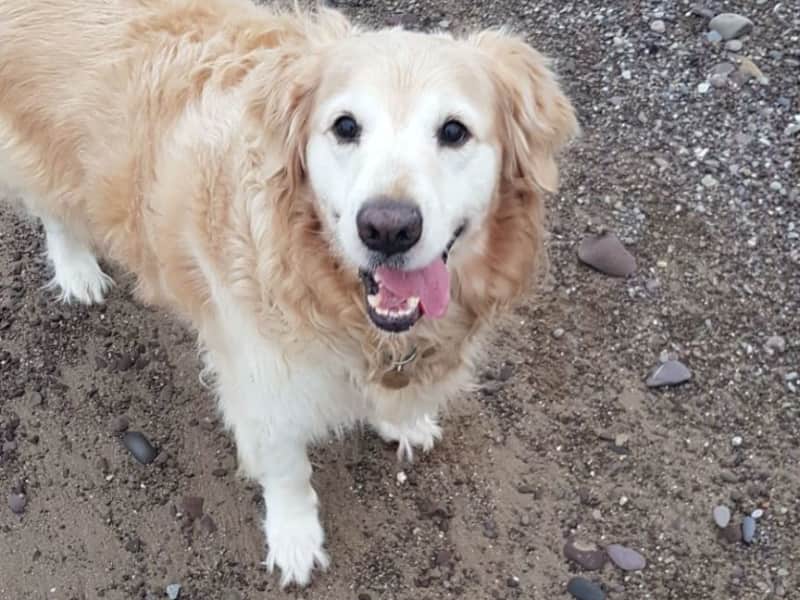 Housesitting assignment in Exford, United Kingdom