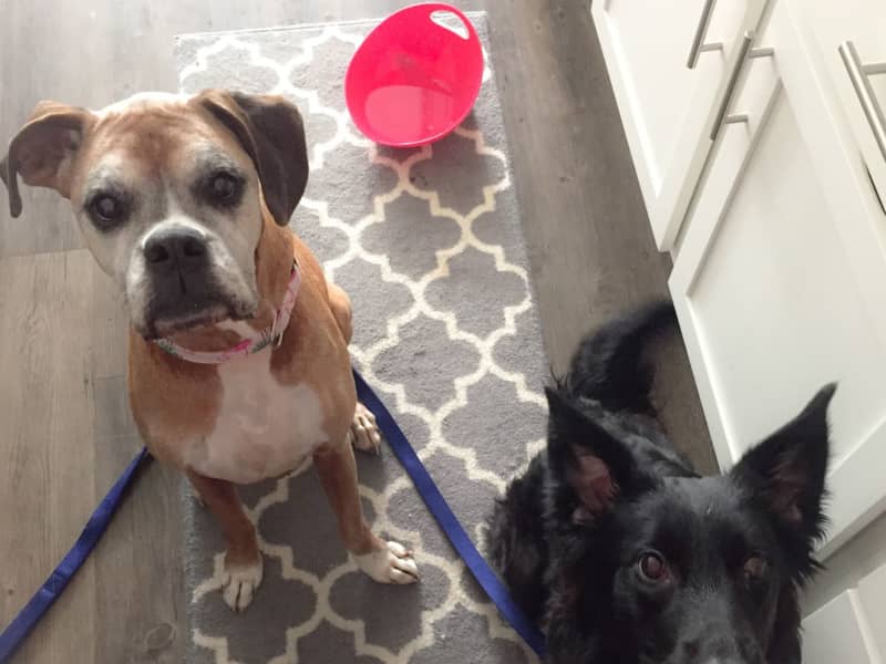 Housesitting assignment in Carolina Beach, North Carolina, United States