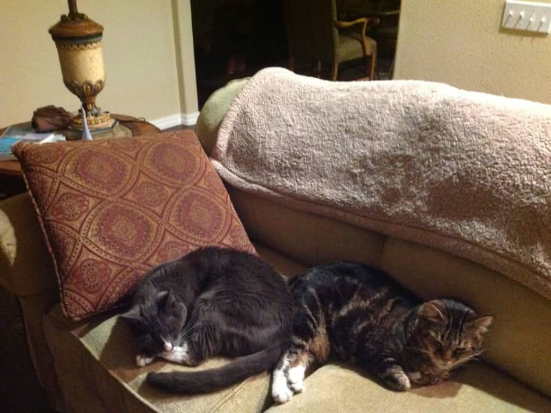 Housesitting assignment in Santa Barbara, California, United States