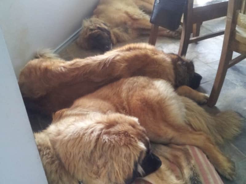 Housesitting assignment in Chum Creek, Victoria, Australia