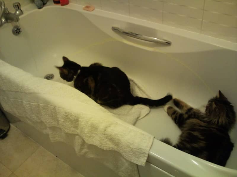 Housesitting assignment in Warwick, United Kingdom