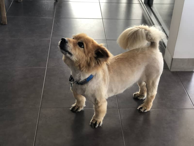 Housesitting assignment in Lauderdale, Tasmania, Australia
