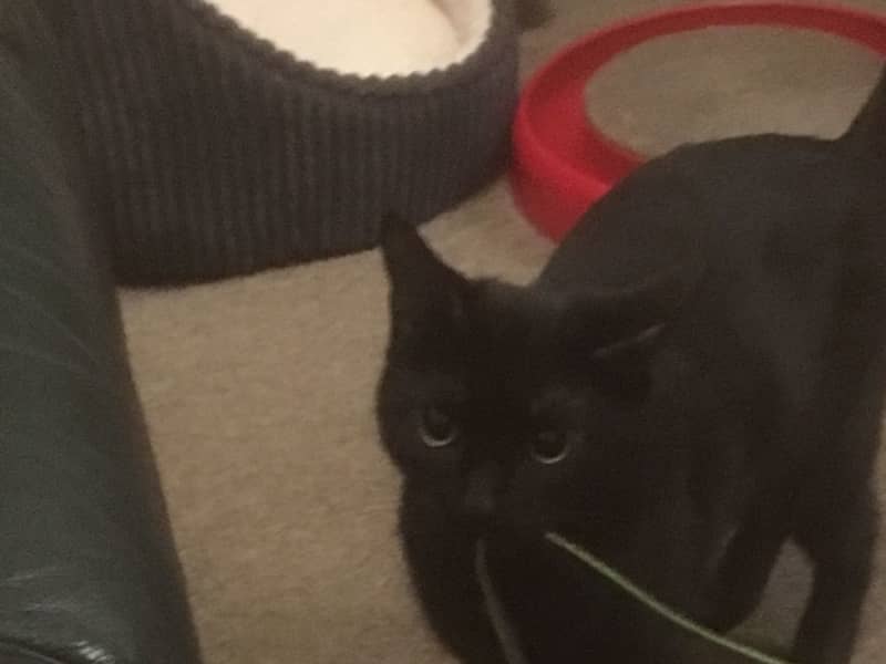 Housesitting assignment in Faversham, United Kingdom