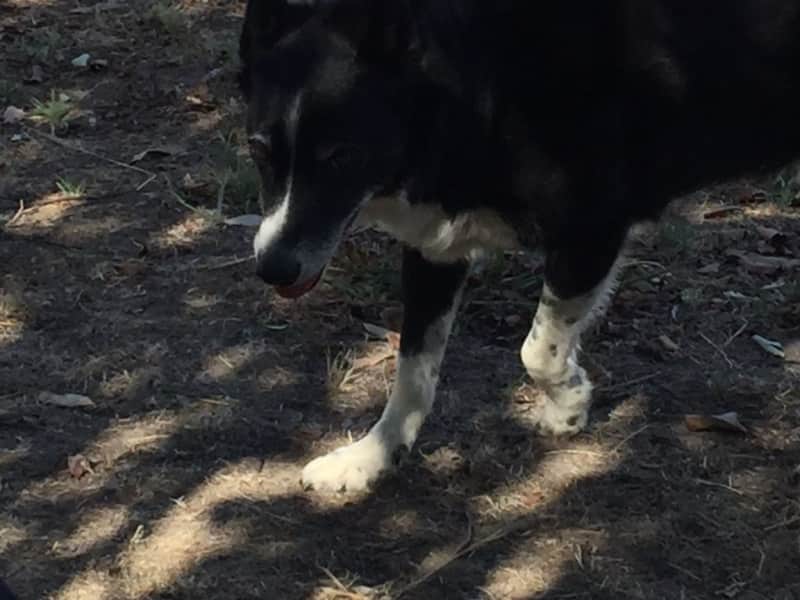Housesitting assignment in Ballan, Victoria, Australia