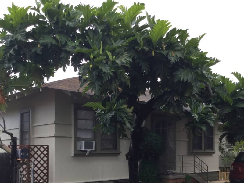 Housesitting assignment in Honolulu, Hawaii, United States