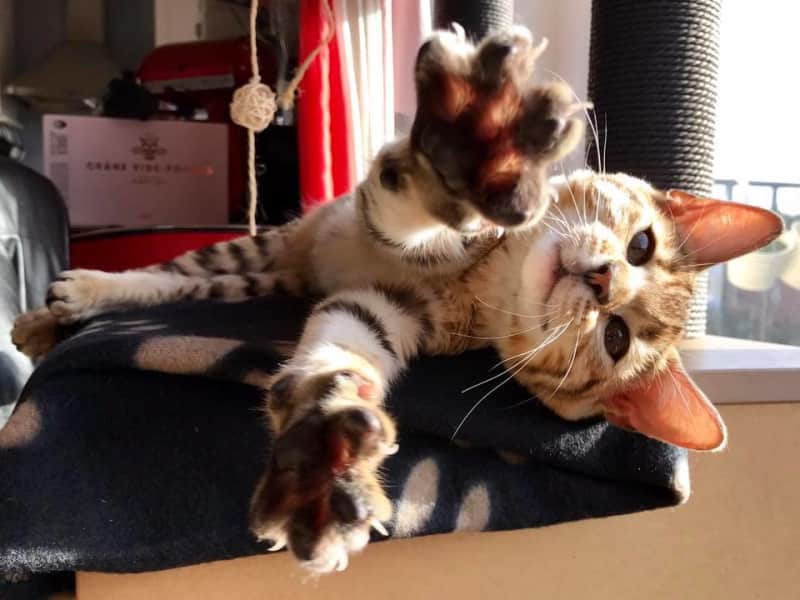 Housesitting assignment in Hove, United Kingdom