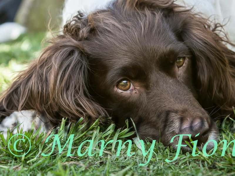 Housesitting assignment in Alnwick, United Kingdom