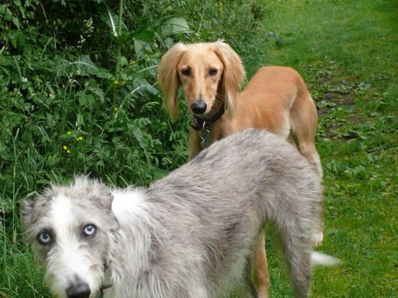 Housesitting assignment in Worcester, United Kingdom