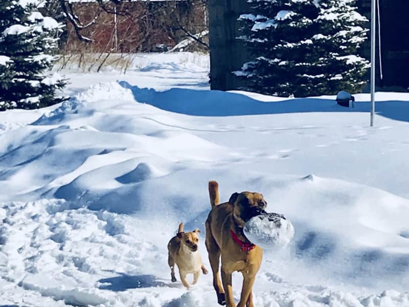 Housesitting assignment in Hartland, Wisconsin, United States