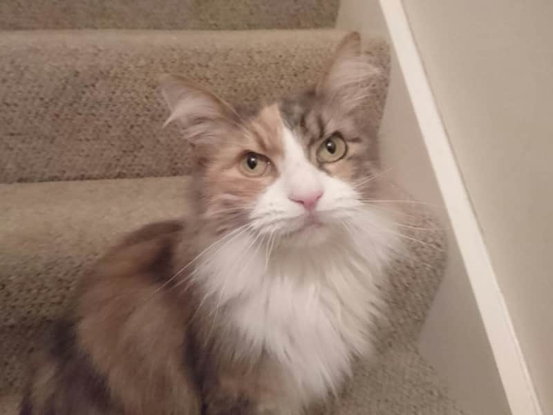 Housesitting assignment in Portadown, United Kingdom