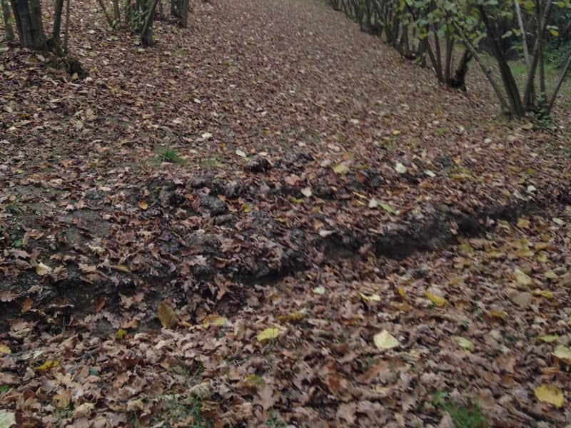 Housesitting assignment in Asti, Italy