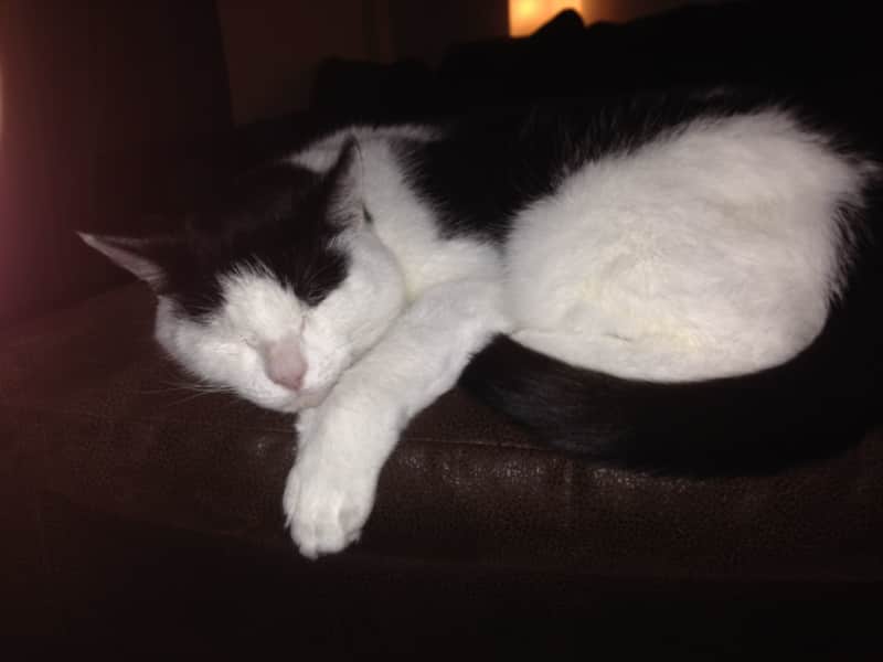 Housesitting assignment in Scunthorpe, United Kingdom