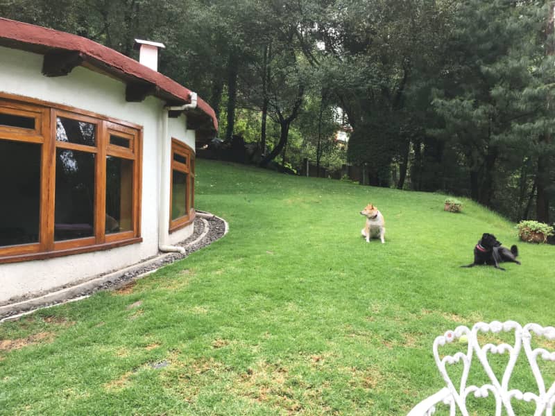 Housesitting assignment in Álvaro Obregón, Mexico