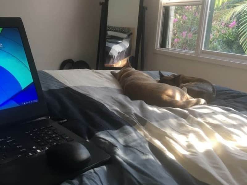 Housesitting assignment in Bowen Mountain, New South Wales, Australia