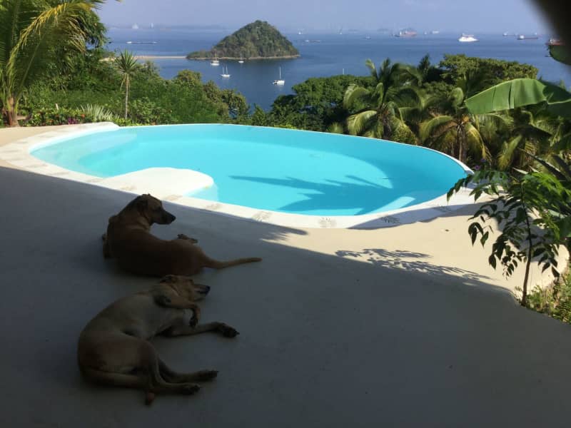 Housesitting assignment in Panamá, Panama
