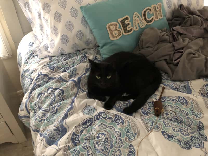 Housesitting assignment in Punta Gorda, Florida, United States