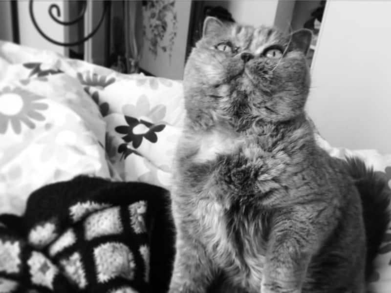 Housesitting assignment in Brunswick, Victoria, Australia