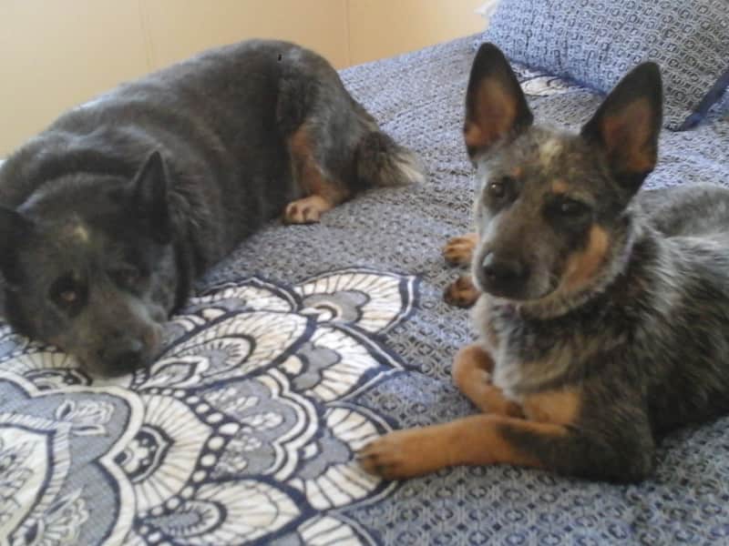 Housesitting assignment in Lowood, Queensland, Australia