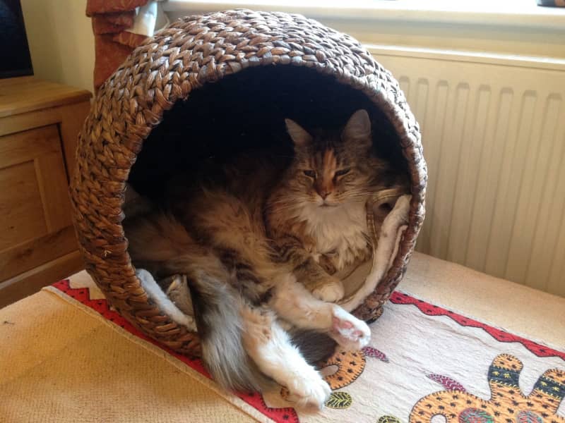 Housesitting assignment in Melton Mowbray, United Kingdom