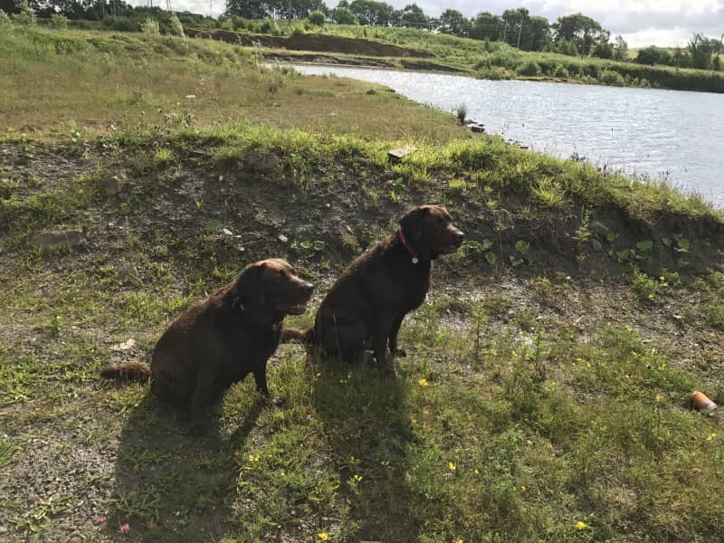 Housesitting assignment in Glenboig, United Kingdom