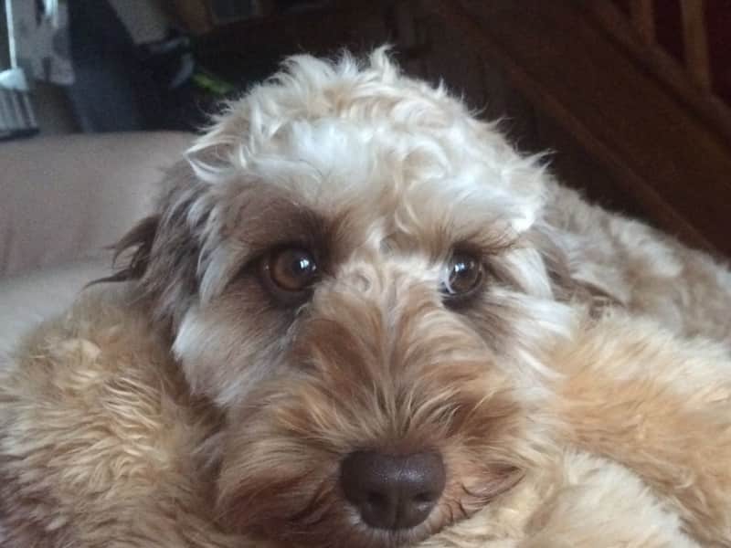 Housesitting assignment in Chichester, United Kingdom